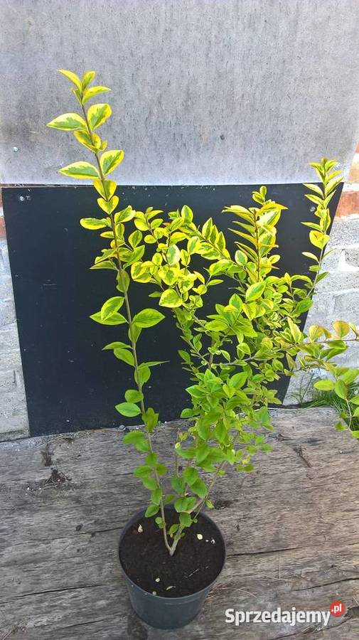 LigustrLigustrum Gotowy żywopłot Mszczonów