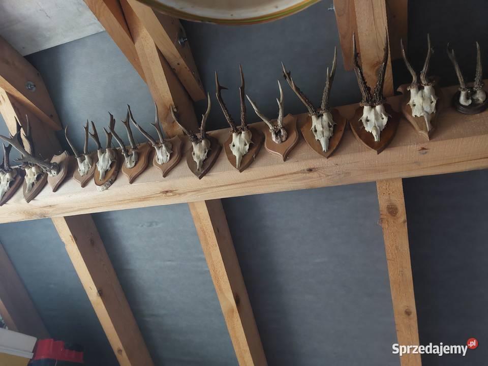 Porostki rogacza Pozostałe Sędziszów Małopolski