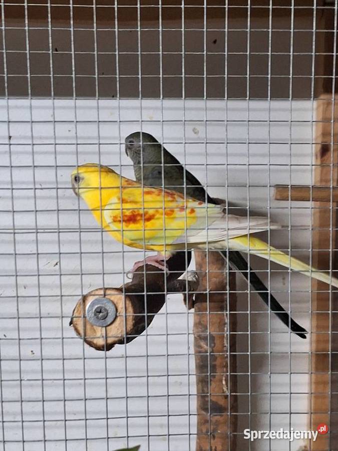 Papugi świergotki para legowa Żory
