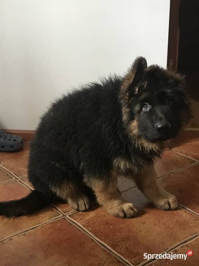 Owczarek niemiecki długowłosy potężne szczeniaki świętokrzyskie Klimontów