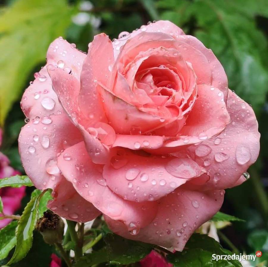 sadzonki róż Róże Kraków