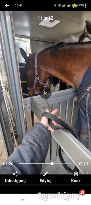 Fiat Ducato Koniowóz Maxi 160 Fiat