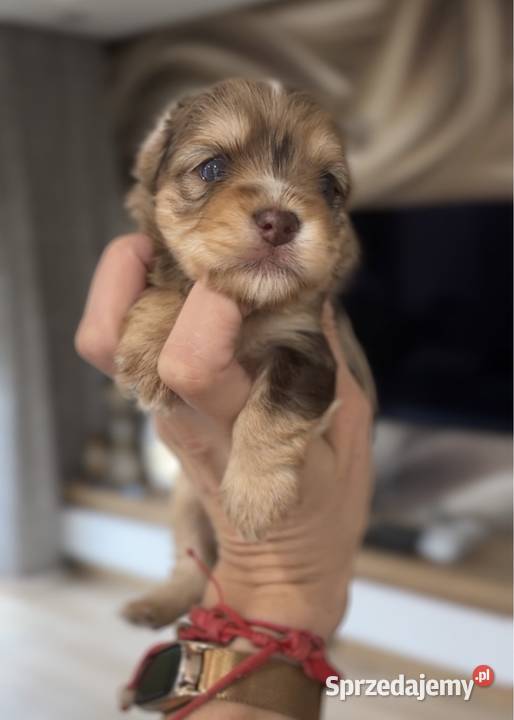 Chocomerle Yorkshire Terrier małopolskie Myślenice