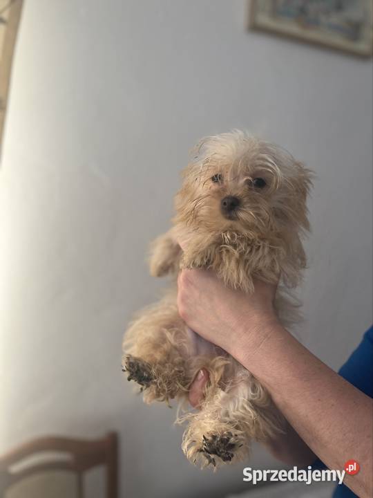 YORKSHIRE TERIER YORKI YORK CHOCO MERlE ZlOTY