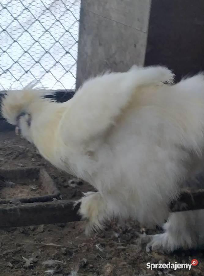 Sprzedam kury silki lubelskie Biała Podlaska