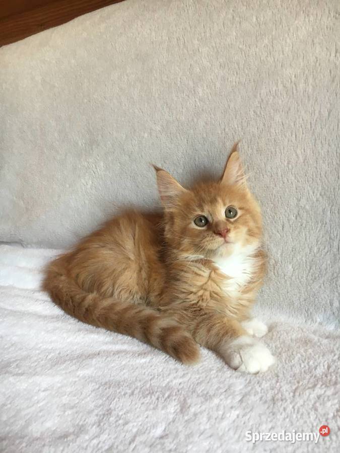 Kocięta Maine Coon wielkie koty Kraków sprzedam