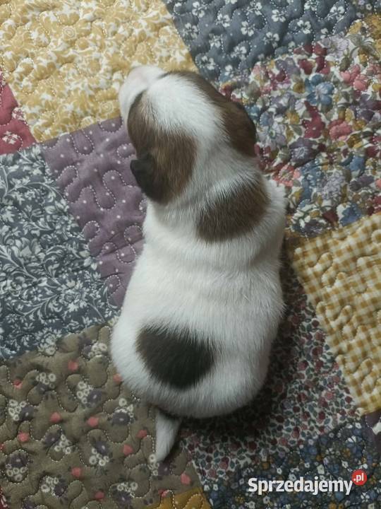 Wzorcowy gładki Jack Russell piękny exterrier Krapkowice sprzedam