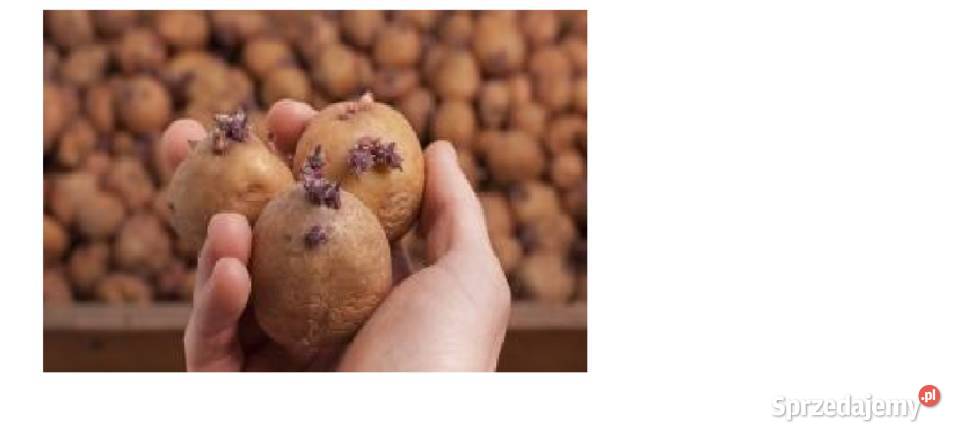 Ziemniaki Satina Owacja Tajfun kaliber sadzeniak Rośliny okopowe Rośliny okopowe Włoszczowa sprzedam