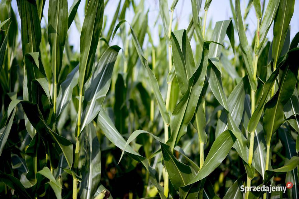 Nasiona kukurydzy IGP Codizouk Kacperków