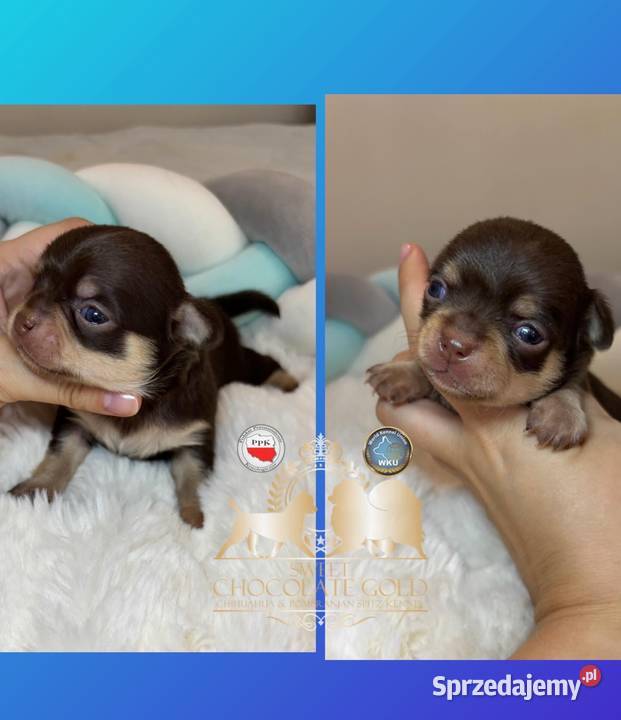 Chihuahua piesek krótkowłosy Choco Tan badania Bełchatów sprzedam