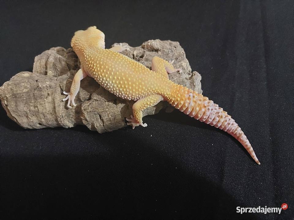 Gekon lamparci gekony lamparcie samice pomorskie Reda