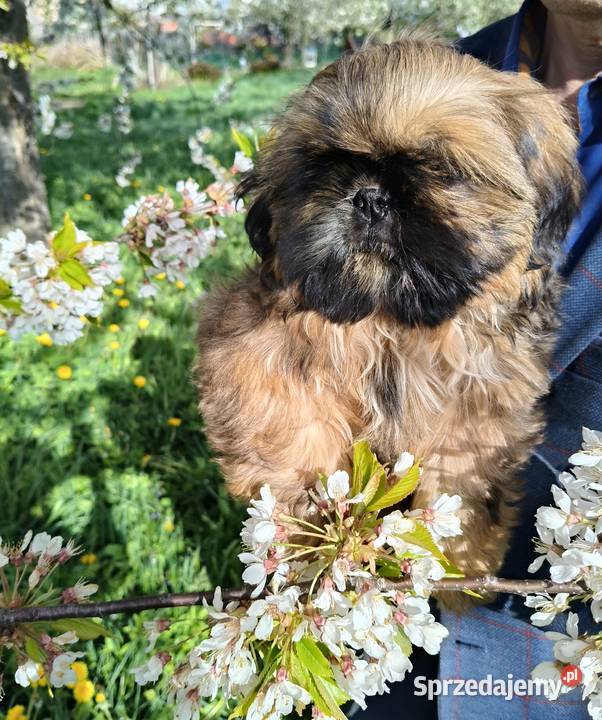 Shih tzu Suczka i Piesek Wałbrzych sprzedam