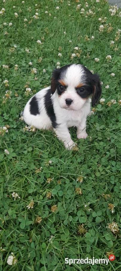 Suczka Cavalier king charles spaniel tricolor Mielec