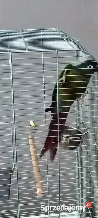 Rudosterka Zielonolica Kalisz