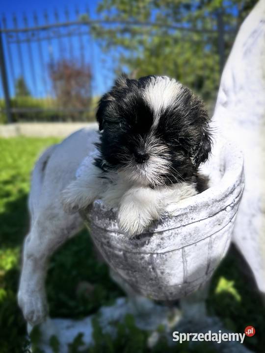 Pieski i Suczki z Rodowodem Shih Tzu Limanowa sprzedam