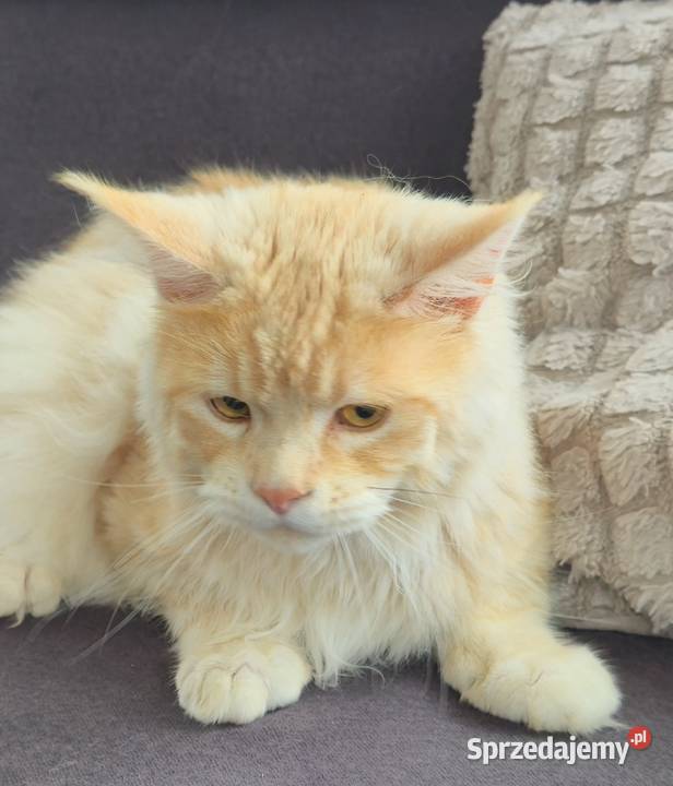 Maine coon kocurek hodowlany Kęty