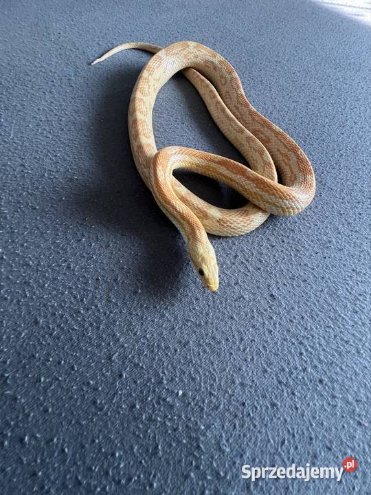 mam do zaoferowania węża zbożowego Dąbrówka