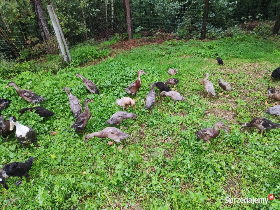 Kaczor i kaczka biegus biegusy indyjskie Dobczyce