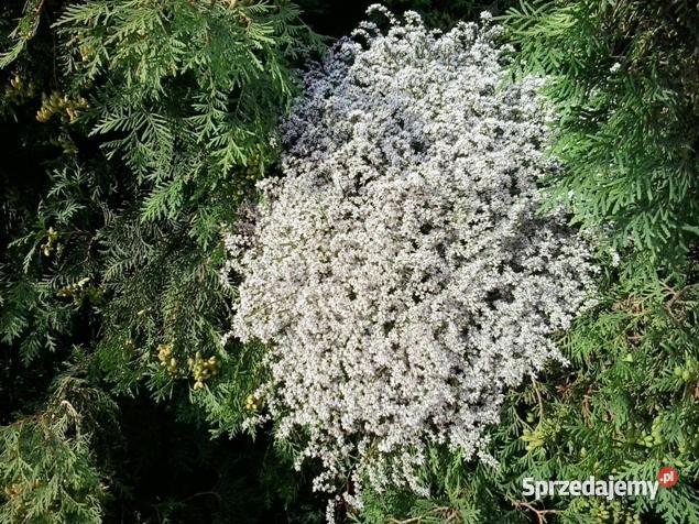 Zatrwian Tatarski Statycja KWIATY Chmielew