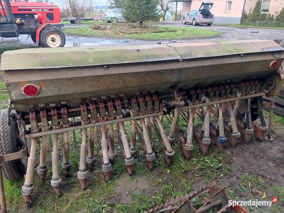 Siewnik poznaniak Golub-Dobrzyń