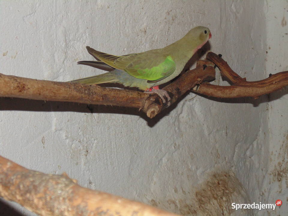 ksierzniczka wali Racibórz sprzedam