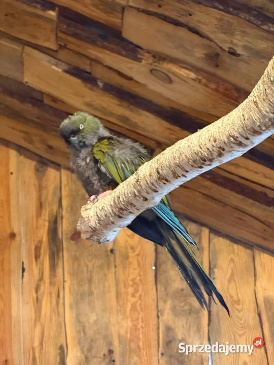 Patagonki oswojone łódzkie