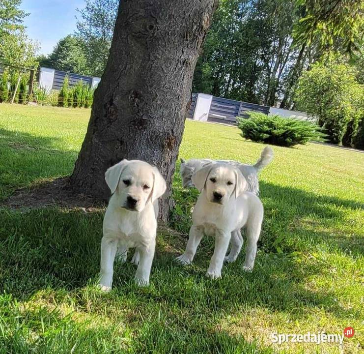 Labrador retriever pochodzenie fci świętokrzyskie