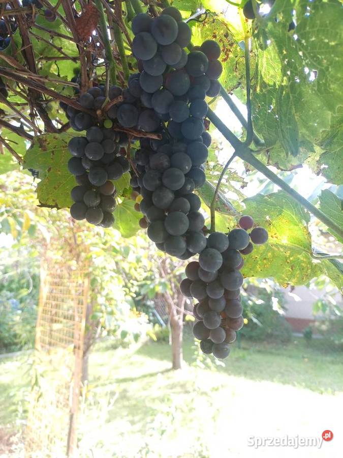 Sprzedam działkę ROD Zakole Wisły Kraków