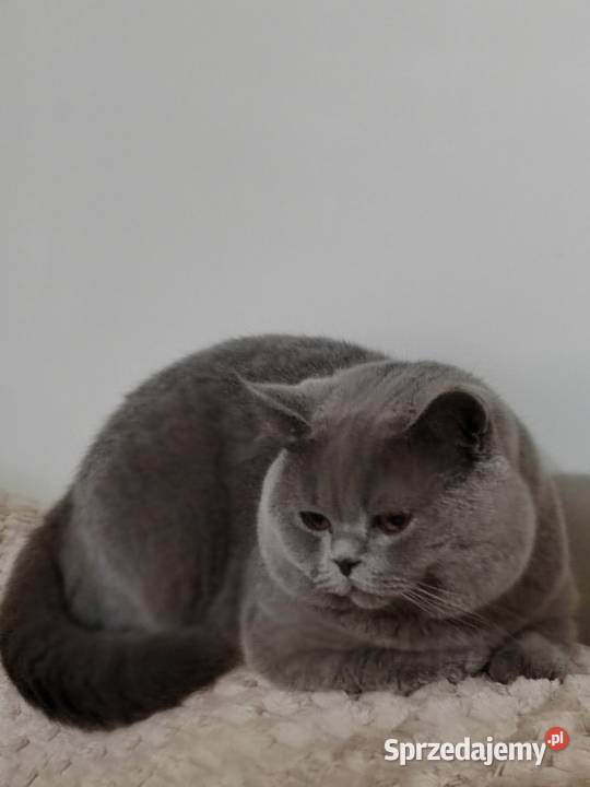 Kocur brytyjski niebieski reproduktorkrycie Pasłęk