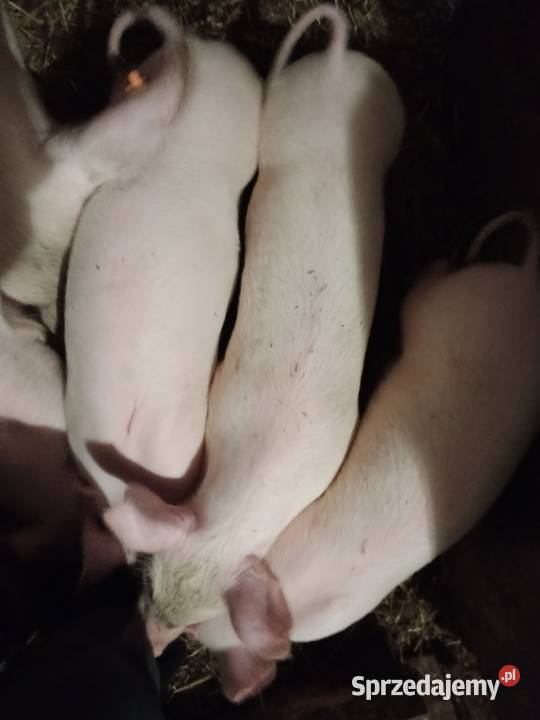 Sprzedam prosięta Gózd