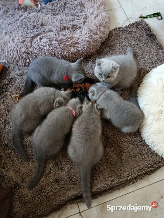 Sprzedam kota śląskie Panki
