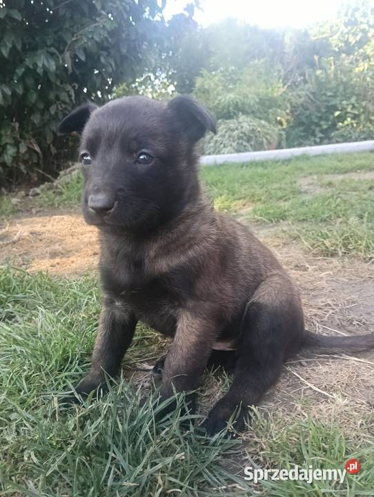 Owczarek belgijski malinois Jedlicze