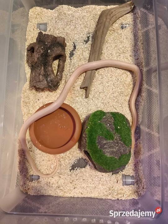 Wąż zbożowy samiec 2 letni