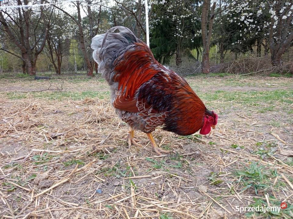 Kogut Wayandotta Blue Laced Gold