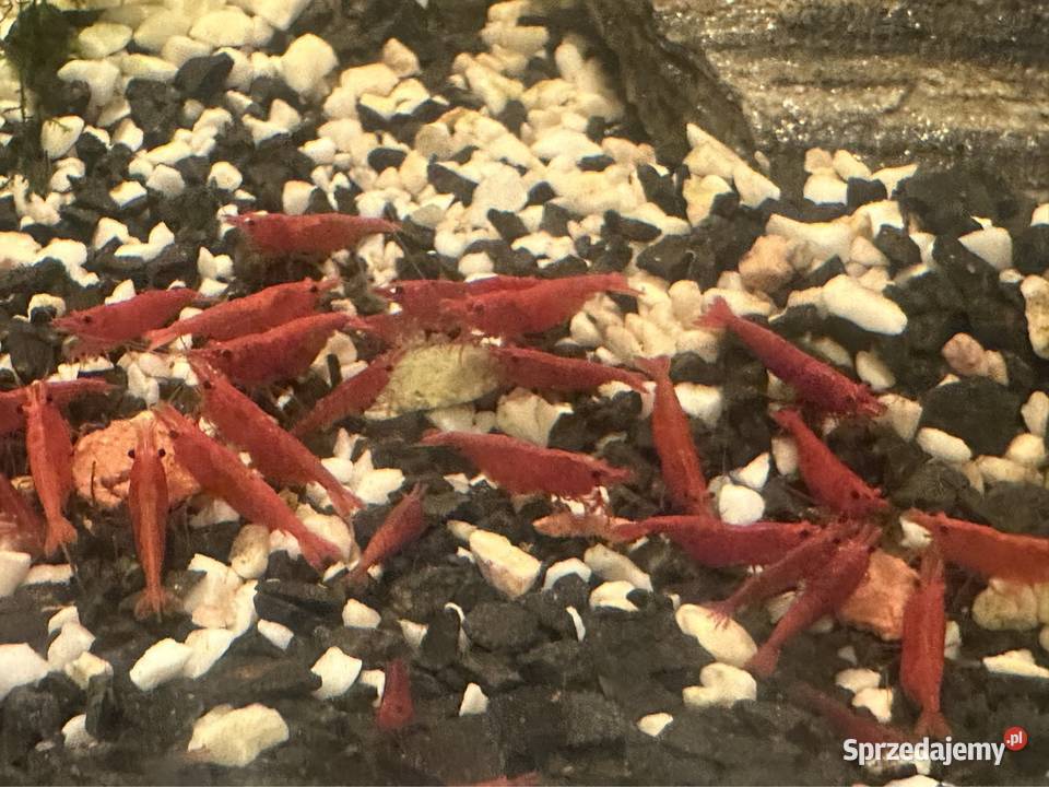 Krewetki neocaridina Orange Aleksandrów Łódzki sprzedam
