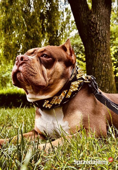 Suczka American Bully Pocket kujawsko-pomorskie Inowrocław