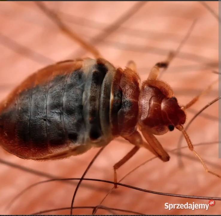 Pluskwa domowa zwalczanie dolnośląskie Wrocław
