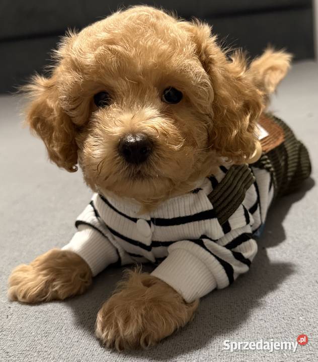 Maltipoo F1b Poznań