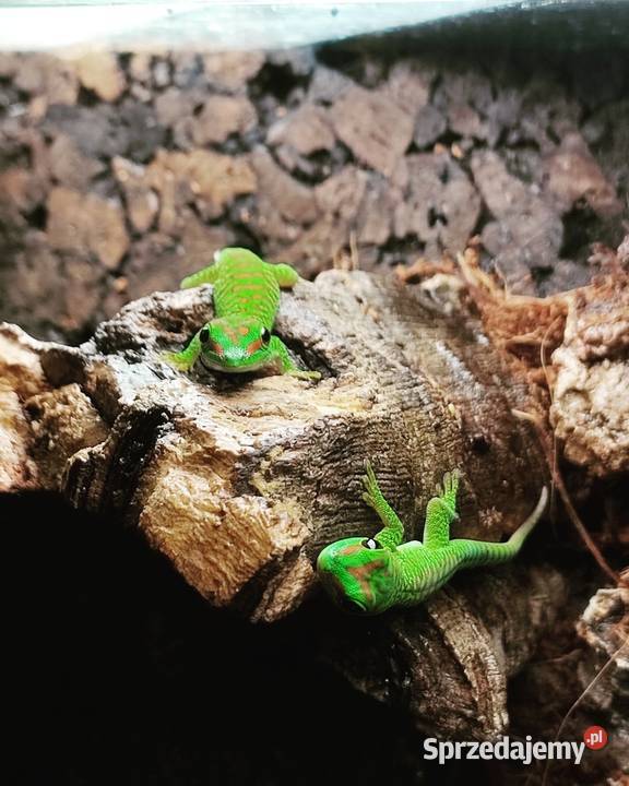 Felesumy Madagaskarskie Radom