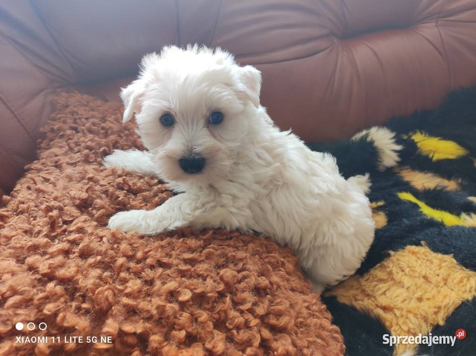 West highland white terrier szczenięta Przystajń