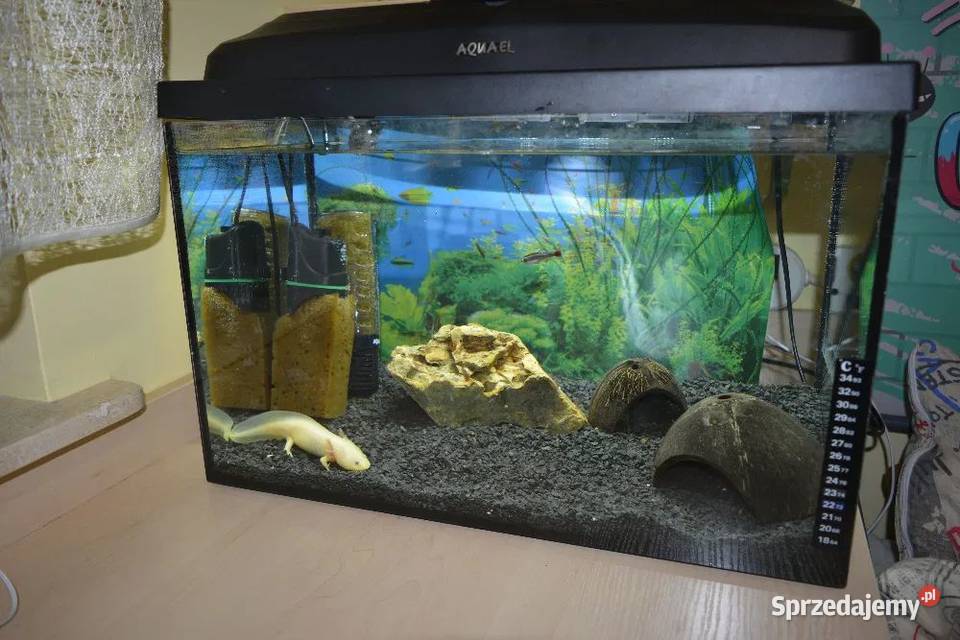 Aksolotl meksykański ambystoma meksykańska Kolonia