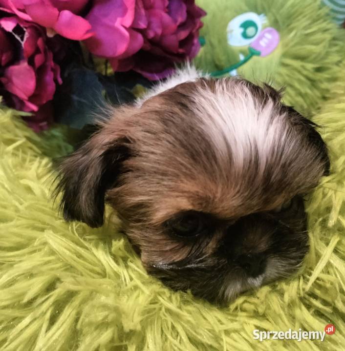 Shih tzu FCI suczka