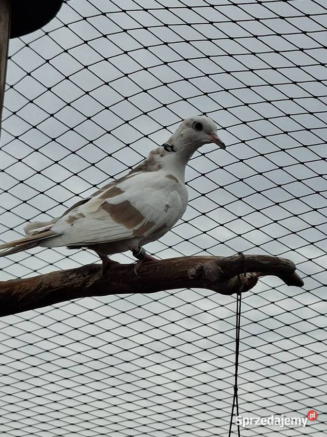 Cukrówka Ptaki Jarocin