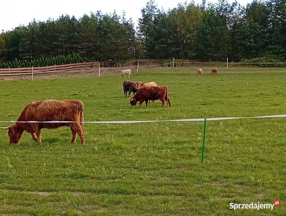 Krowy Highland stado 12 bydło mięsne szkockie pomorskie Płachty