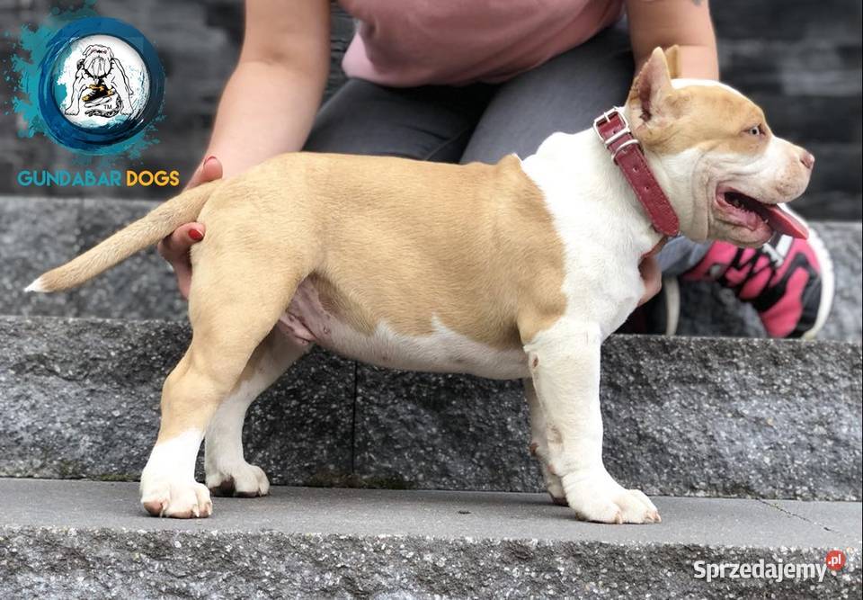 American Bully piesek Gundabar DoGs Amstaff Ladorudzek