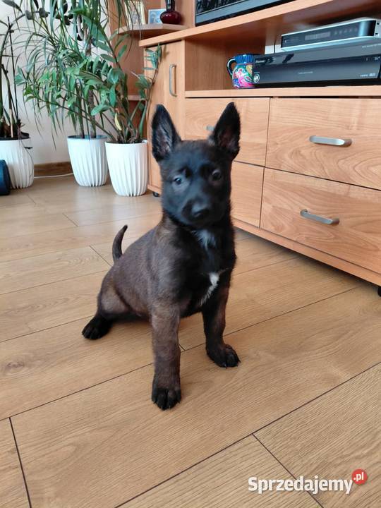 Owczarek belgijski malinois sprzedam
