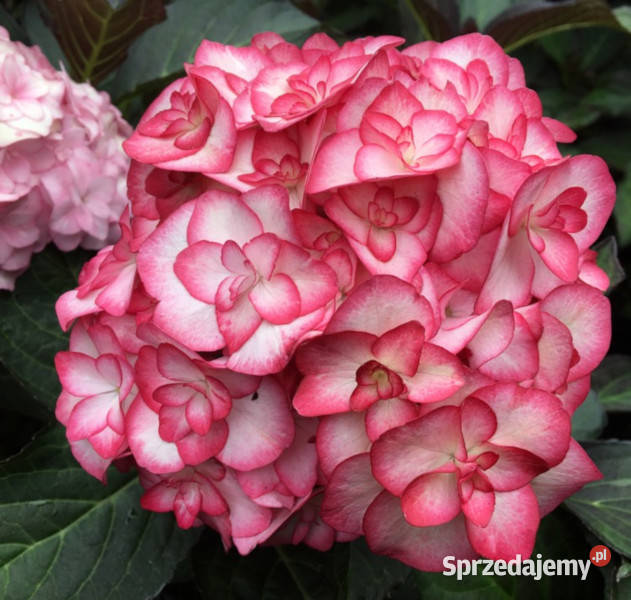 HORTENSJA MISS SAORI Czarolistna sadzonki w kujawsko-pomorskie sprzedam