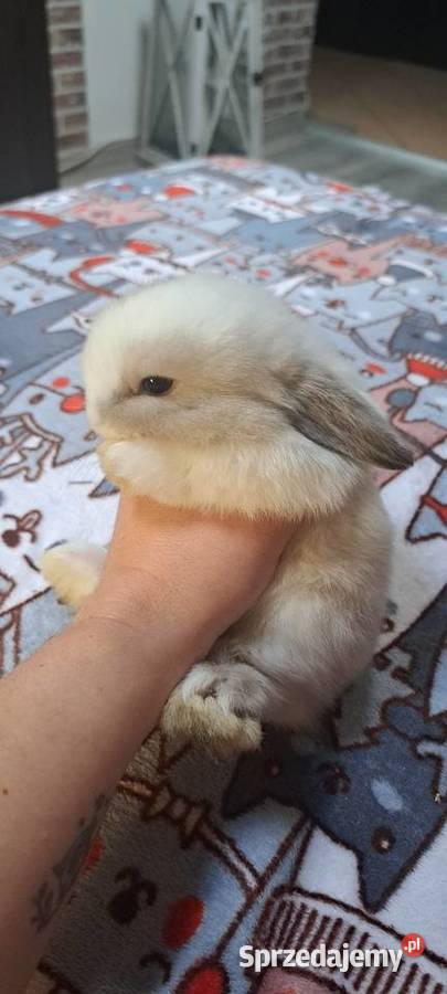 Króliczki mini lop Króliki Giełda zwierząt Miejska Górka