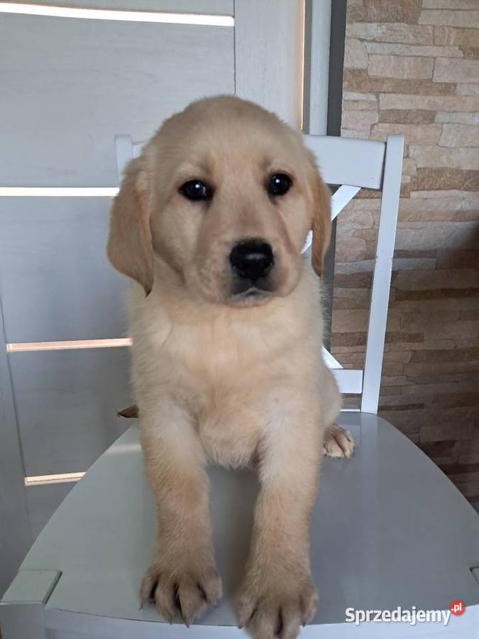 Szczeniaki rasy labrador retriever małopolskie sprzedam