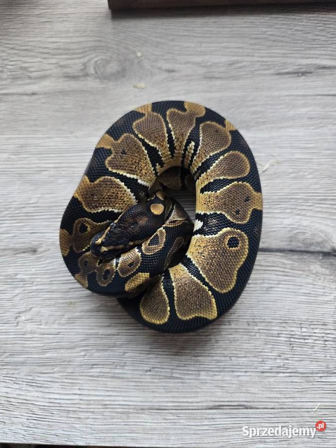 Pyton królewski samica 2025 podlaskie Suwałki